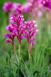 Fotografia da espécie Anacamptis papilionacea