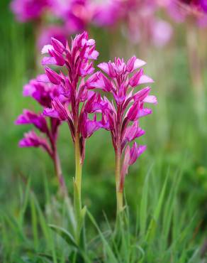 Fotografia 4 da espécie Anacamptis papilionacea no Jardim Botânico UTAD