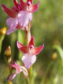 Fotografia da espécie Anacamptis papilionacea