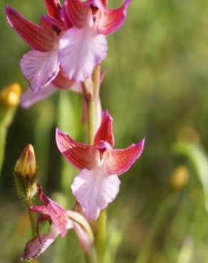 Fotografia 5 da espécie Anacamptis papilionacea no Jardim Botânico UTAD