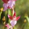 Fotografia 5 da espécie Anacamptis papilionacea do Jardim Botânico UTAD