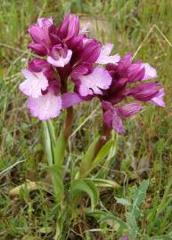 Fotografia da espécie Anacamptis papilionacea