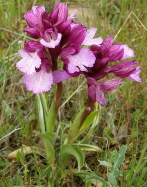 Fotografia 6 da espécie Anacamptis papilionacea no Jardim Botânico UTAD