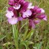 Fotografia 6 da espécie Anacamptis papilionacea do Jardim Botânico UTAD