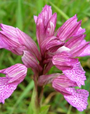 Fotografia 7 da espécie Anacamptis papilionacea no Jardim Botânico UTAD