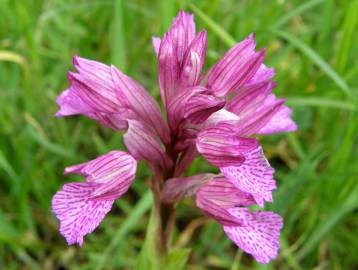 Fotografia da espécie Anacamptis papilionacea