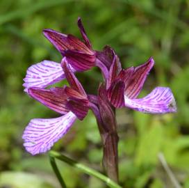 Fotografia da espécie Anacamptis papilionacea