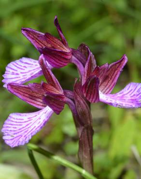 Fotografia 8 da espécie Anacamptis papilionacea no Jardim Botânico UTAD