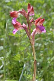 Fotografia da espécie Anacamptis papilionacea