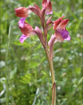 Fotografia 9 da espécie Anacamptis papilionacea no Jardim Botânico UTAD