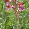 Fotografia 9 da espécie Anacamptis papilionacea do Jardim Botânico UTAD