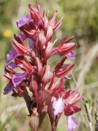 Fotografia da espécie Anacamptis papilionacea