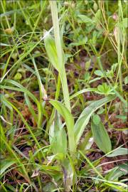 Fotografia da espécie Anacamptis papilionacea