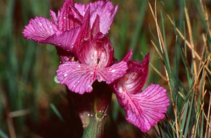 Fotografia da espécie Anacamptis papilionacea