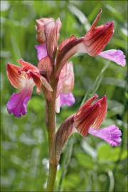 Fotografia da espécie Anacamptis papilionacea