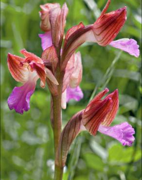 Fotografia 13 da espécie Anacamptis papilionacea no Jardim Botânico UTAD