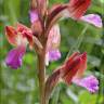 Fotografia 13 da espécie Anacamptis papilionacea do Jardim Botânico UTAD