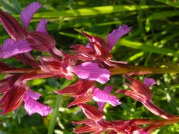 Fotografia da espécie Anacamptis papilionacea