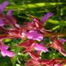 Fotografia 14 da espécie Anacamptis papilionacea do Jardim Botânico UTAD