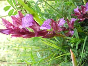 Fotografia da espécie Anacamptis papilionacea