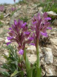 Fotografia da espécie Anacamptis papilionacea