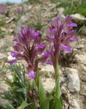 Fotografia 16 da espécie Anacamptis papilionacea no Jardim Botânico UTAD