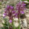 Fotografia 16 da espécie Anacamptis papilionacea do Jardim Botânico UTAD