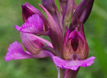 Fotografia da espécie Anacamptis papilionacea