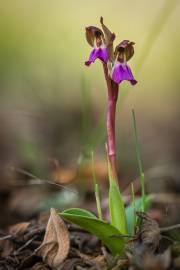 Fotografia da espécie Anacamptis collina