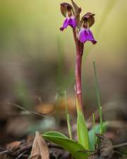 Fotografia da espécie Anacamptis collina