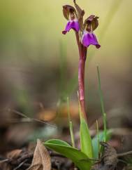 Anacamptis collina