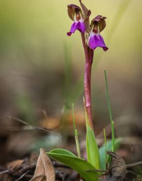 Fotografia 1 da espécie Anacamptis collina no Jardim Botânico UTAD