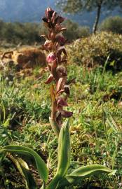 Fotografia da espécie Anacamptis collina