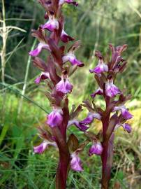 Fotografia da espécie Anacamptis collina