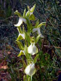 Fotografia da espécie Anacamptis collina