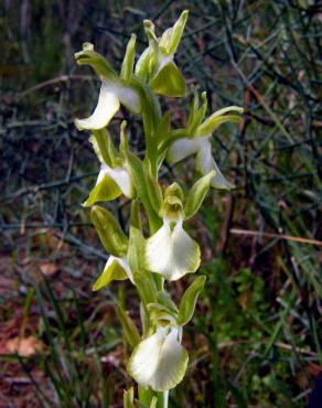 Fotografia 5 da espécie Anacamptis collina no Jardim Botânico UTAD