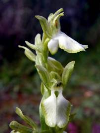 Fotografia da espécie Anacamptis collina