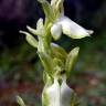 Fotografia 6 da espécie Anacamptis collina do Jardim Botânico UTAD