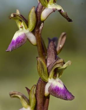 Fotografia 7 da espécie Anacamptis collina no Jardim Botânico UTAD