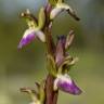 Fotografia 7 da espécie Anacamptis collina do Jardim Botânico UTAD