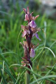 Fotografia da espécie Anacamptis collina