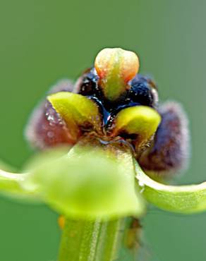 Fotografia 1 da espécie Ophrys bombyliflora no Jardim Botânico UTAD