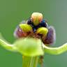Fotografia 1 da espécie Ophrys bombyliflora do Jardim Botânico UTAD