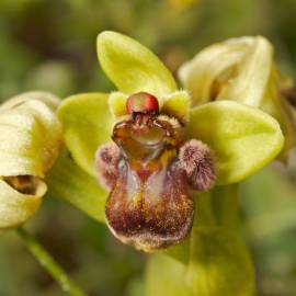 Fotografia da espécie Ophrys bombyliflora