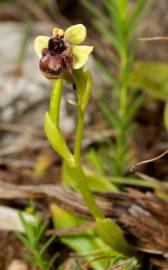 Fotografia da espécie Ophrys bombyliflora