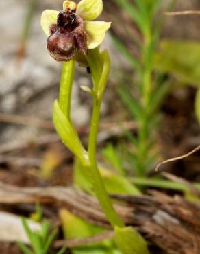 Fotografia 3 da espécie Ophrys bombyliflora no Jardim Botânico UTAD