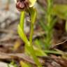 Fotografia 3 da espécie Ophrys bombyliflora do Jardim Botânico UTAD