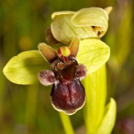 Fotografia da espécie Ophrys bombyliflora