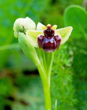 Fotografia 5 da espécie Ophrys bombyliflora no Jardim Botânico UTAD