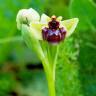Fotografia 5 da espécie Ophrys bombyliflora do Jardim Botânico UTAD